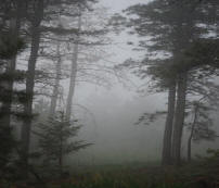 Through the Fog, (c) 2009 Jon Shore